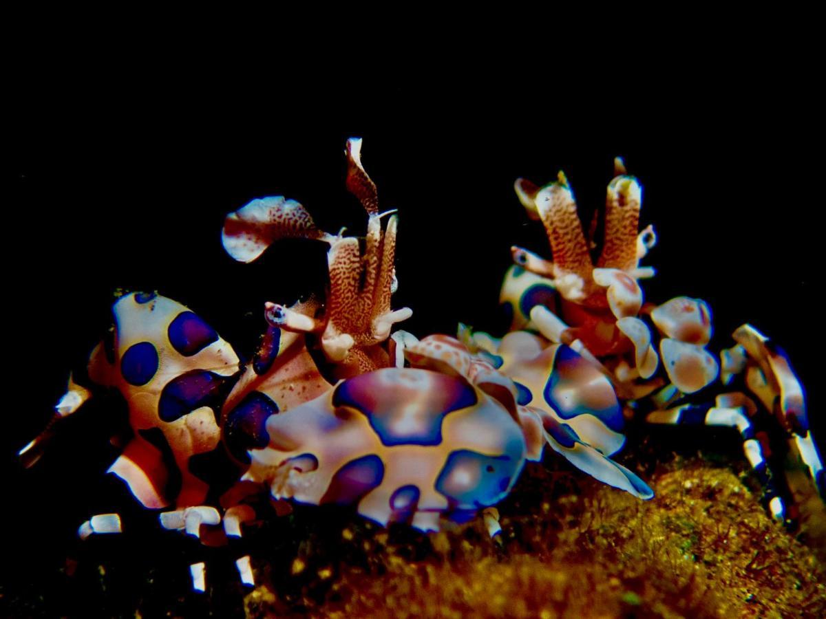 Hotel Pamanilao And Padoy'S Dive Camp Batangas Zewnętrze zdjęcie