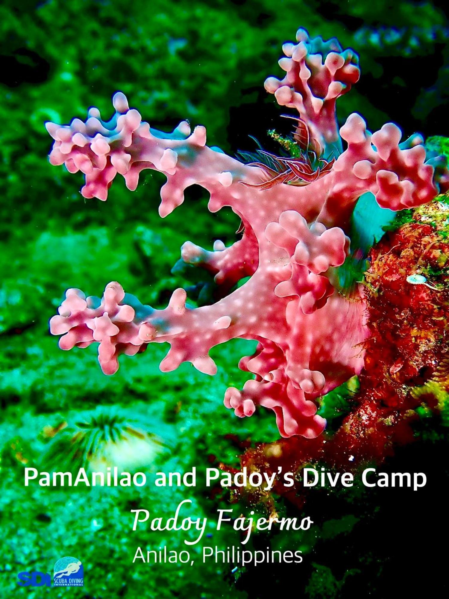 Hotel Pamanilao And Padoy'S Dive Camp Batangas Zewnętrze zdjęcie