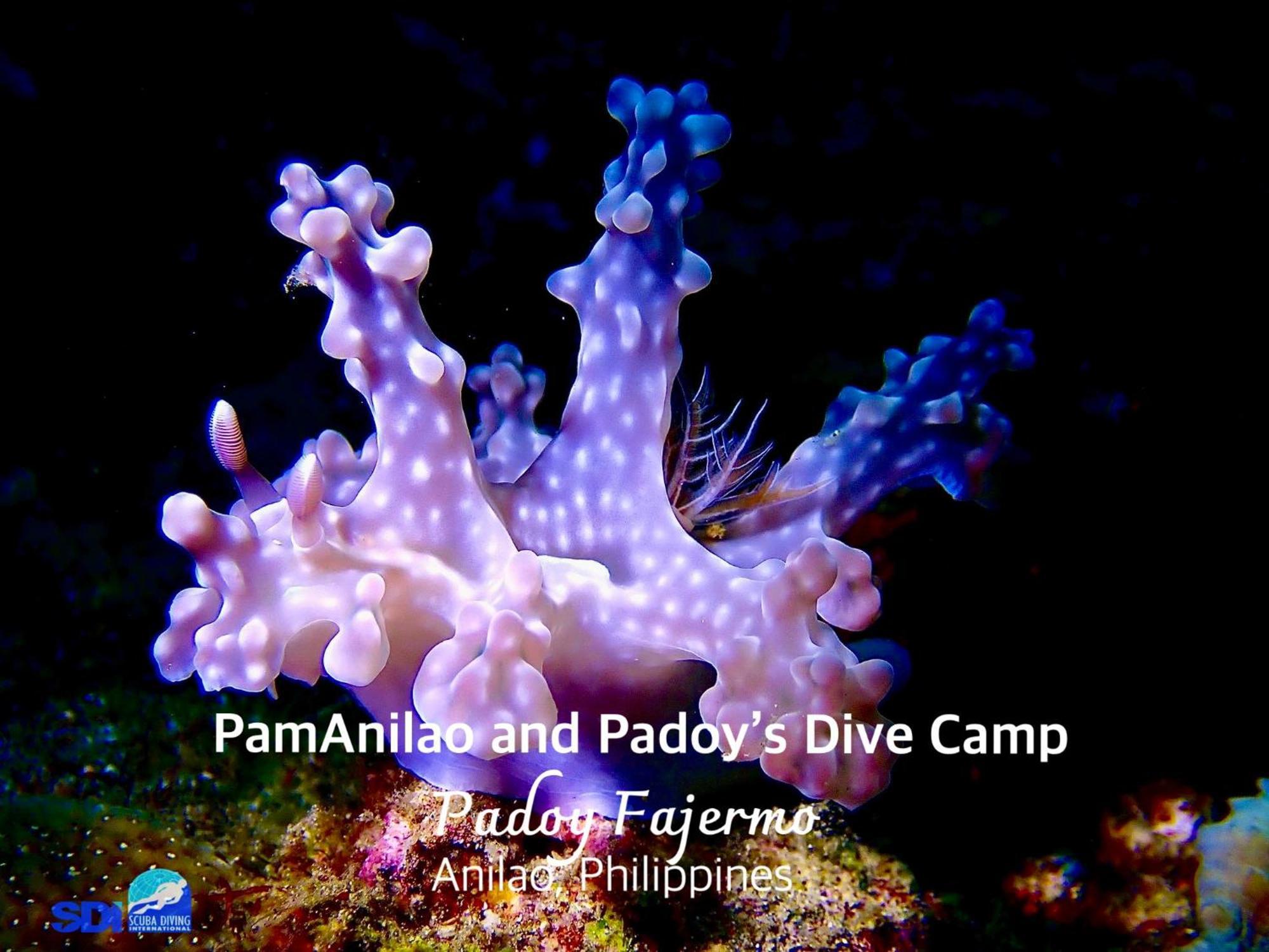 Hotel Pamanilao And Padoy'S Dive Camp Batangas Zewnętrze zdjęcie