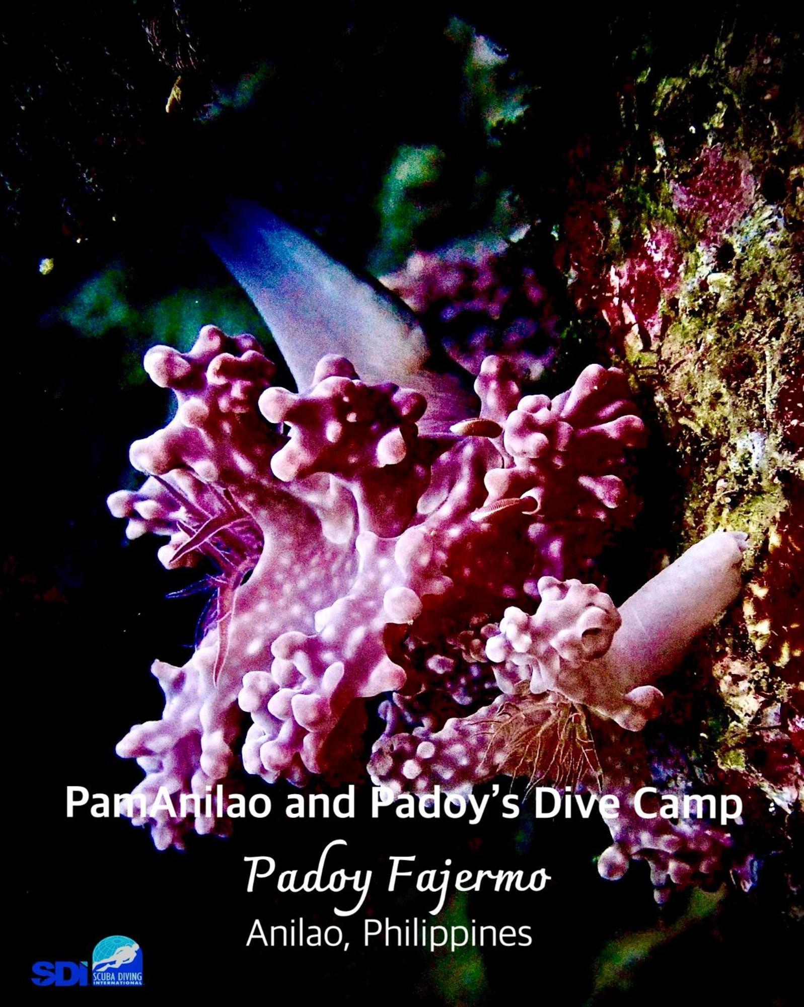 Hotel Pamanilao And Padoy'S Dive Camp Batangas Zewnętrze zdjęcie