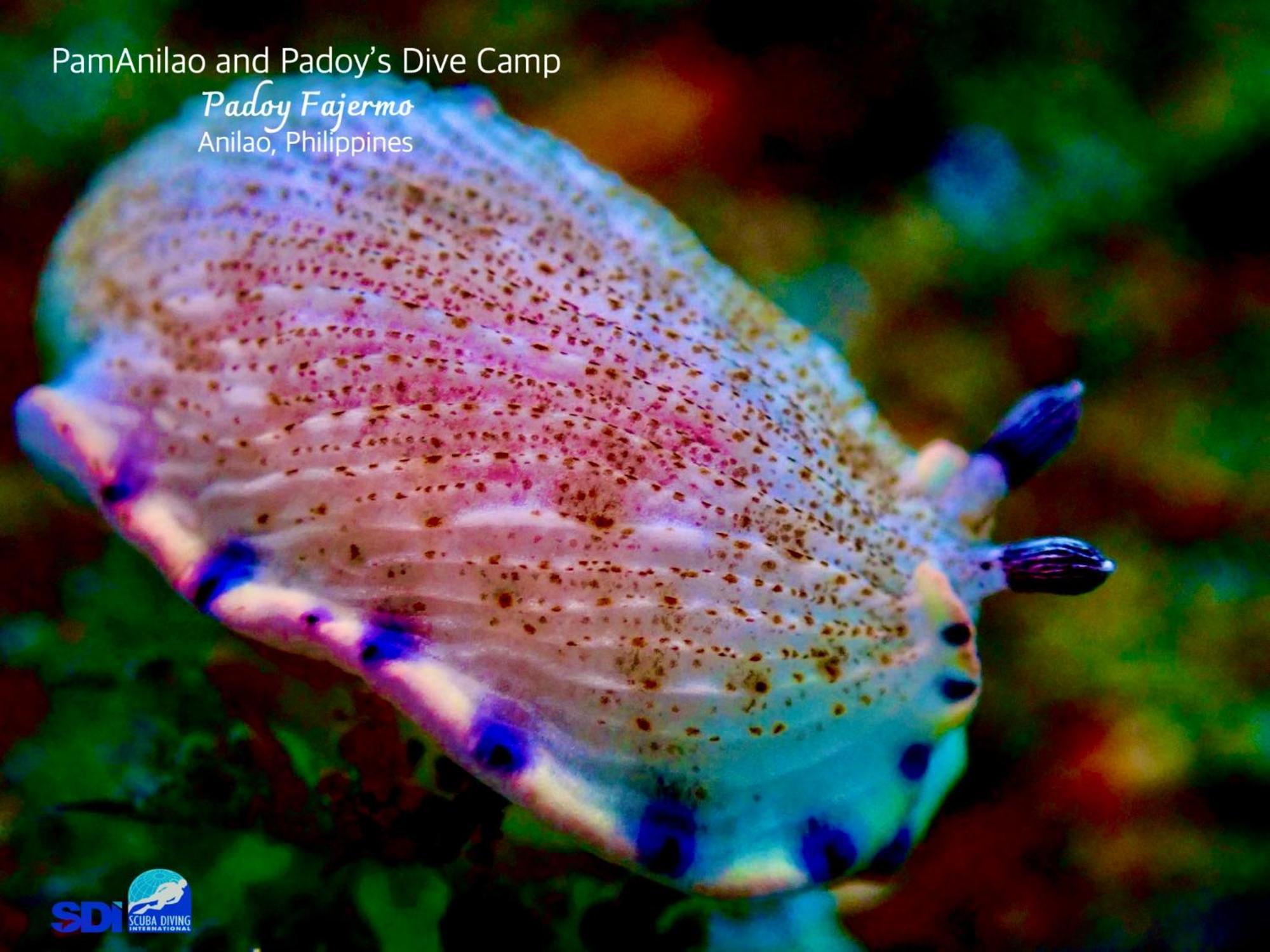 Hotel Pamanilao And Padoy'S Dive Camp Batangas Zewnętrze zdjęcie