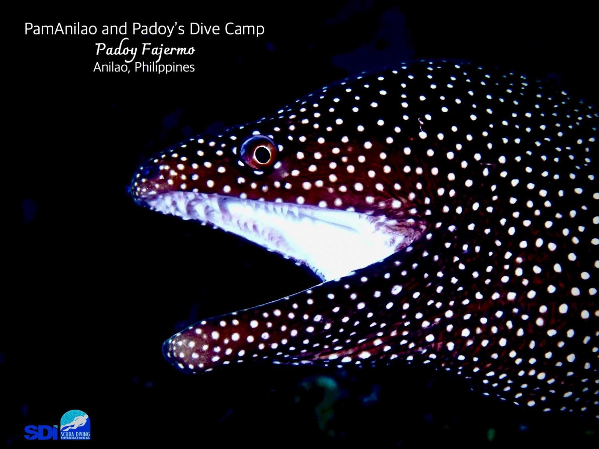 Hotel Pamanilao And Padoy'S Dive Camp Batangas Zewnętrze zdjęcie