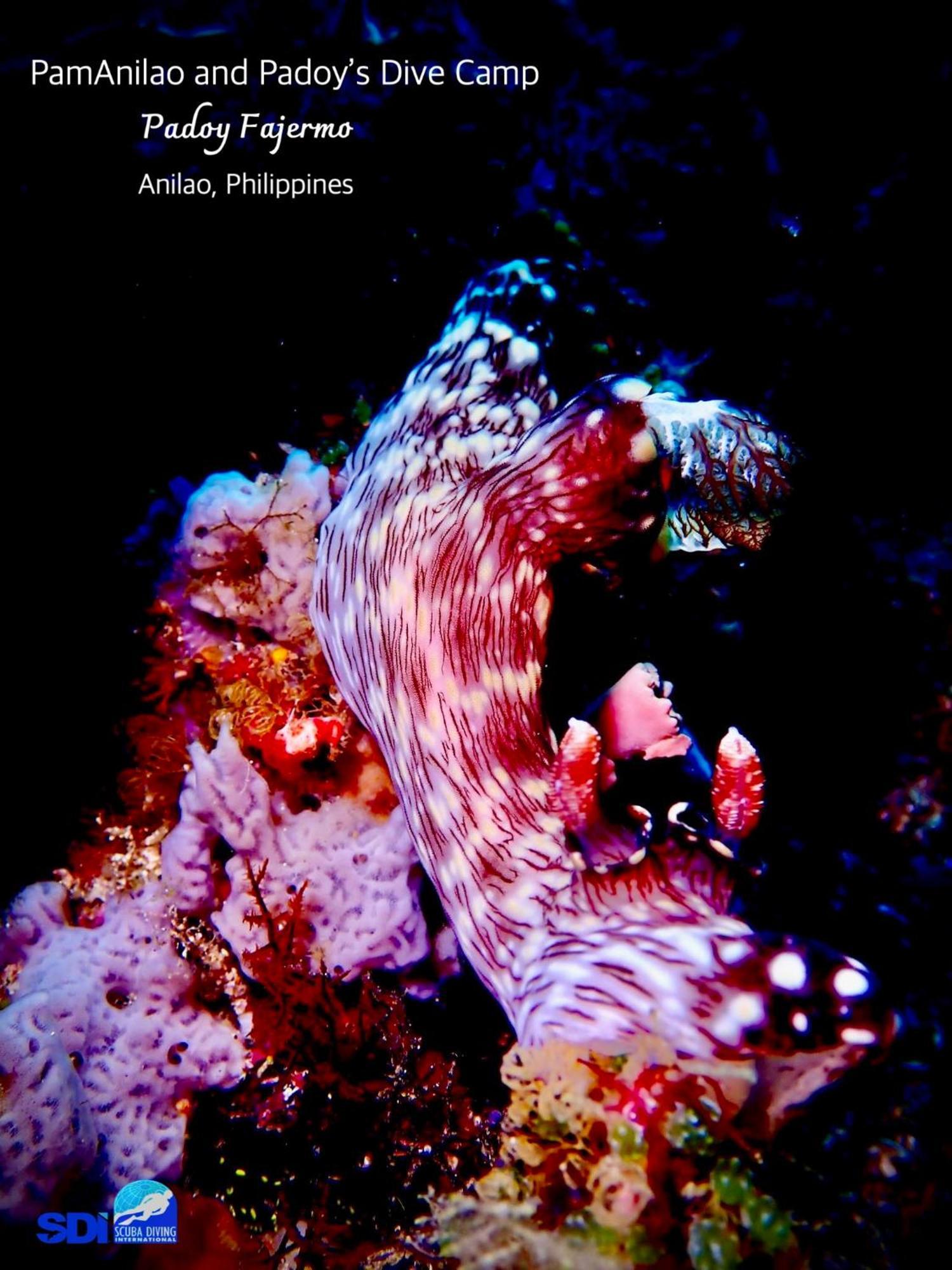 Hotel Pamanilao And Padoy'S Dive Camp Batangas Zewnętrze zdjęcie