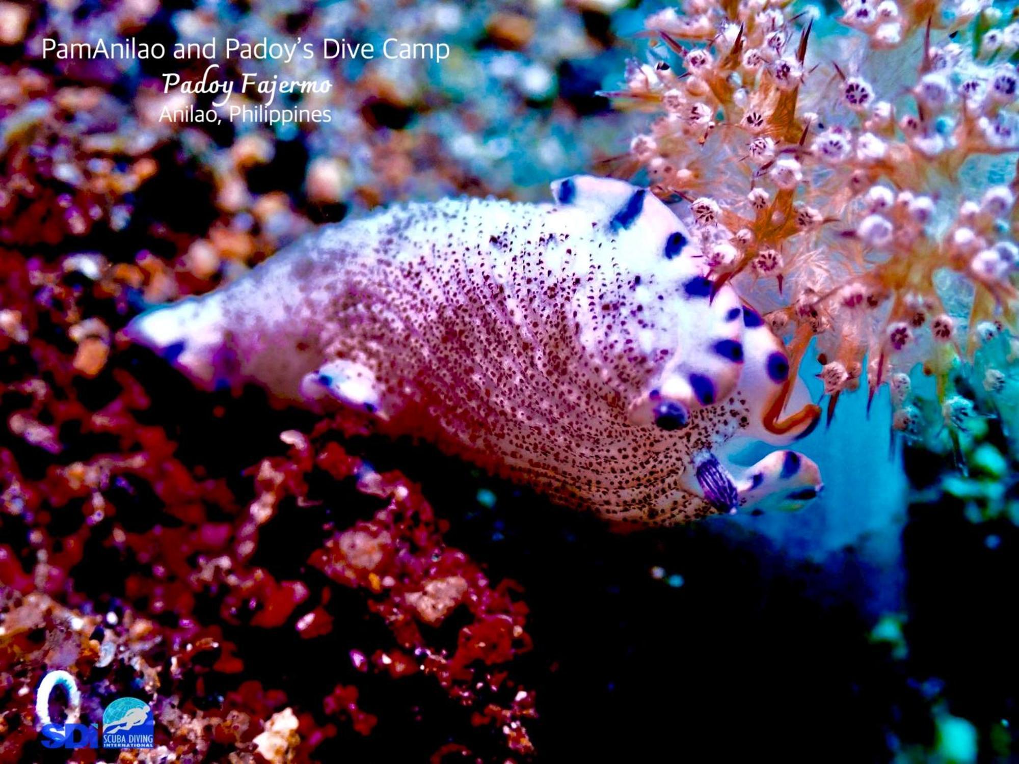 Hotel Pamanilao And Padoy'S Dive Camp Batangas Zewnętrze zdjęcie