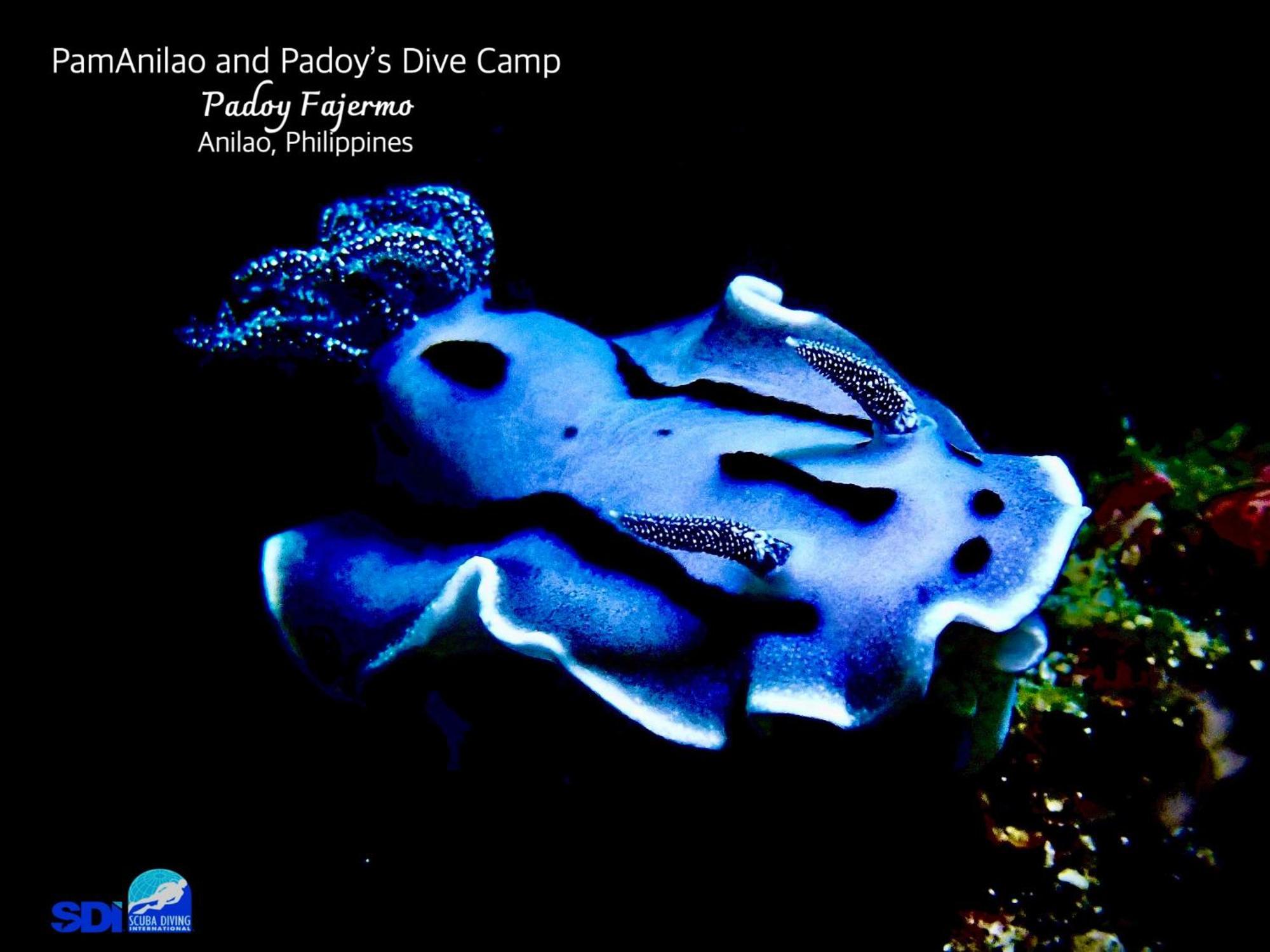 Hotel Pamanilao And Padoy'S Dive Camp Batangas Zewnętrze zdjęcie