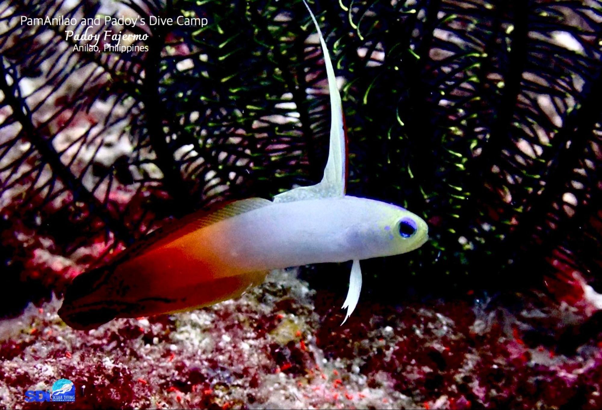 Hotel Pamanilao And Padoy'S Dive Camp Batangas Zewnętrze zdjęcie