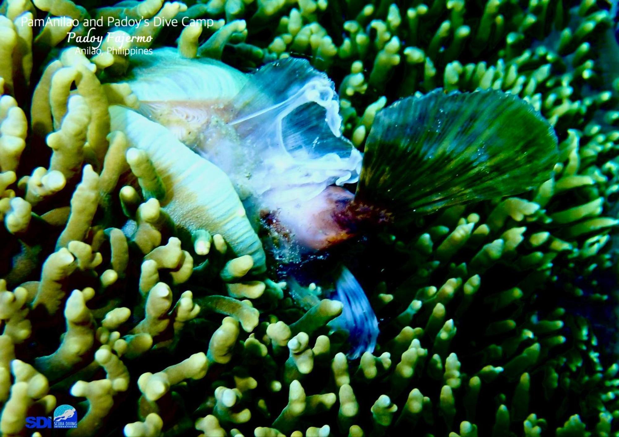 Hotel Pamanilao And Padoy'S Dive Camp Batangas Zewnętrze zdjęcie